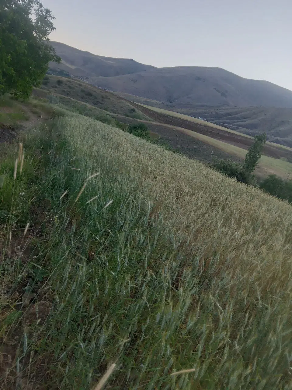 فروش زمین ۱۸۰۰ متری  منطقه نِران، روستای هوانله