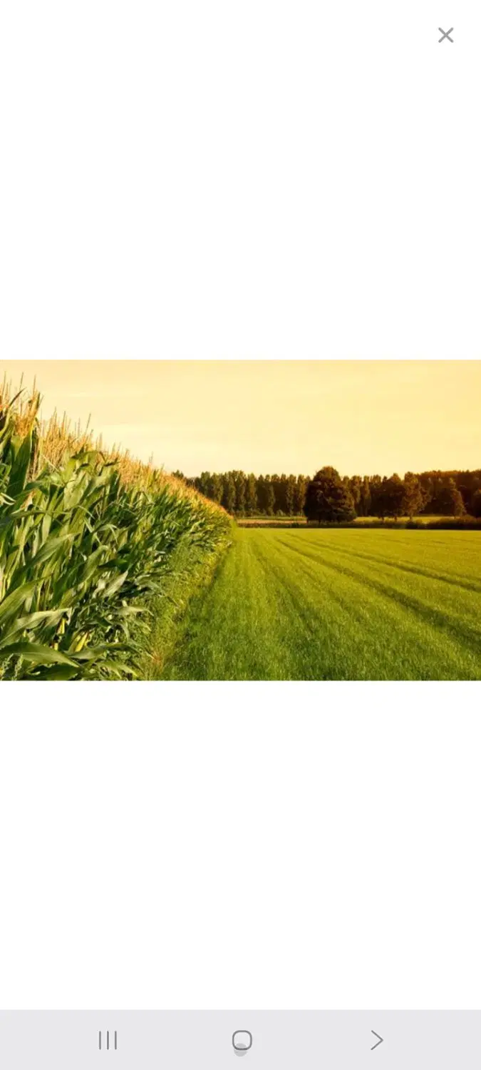 اجاره زمین کشاورزی ۵هکتار بارانی روستای عنکوش