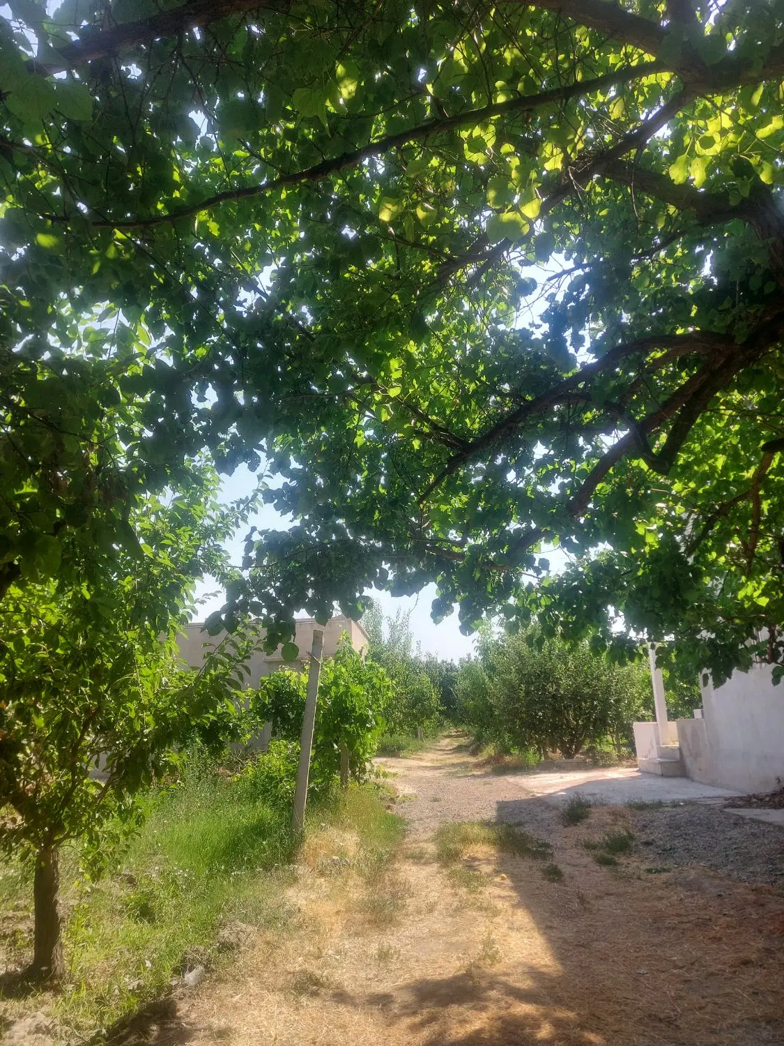 باغ میوه بارده. جاده سلماس