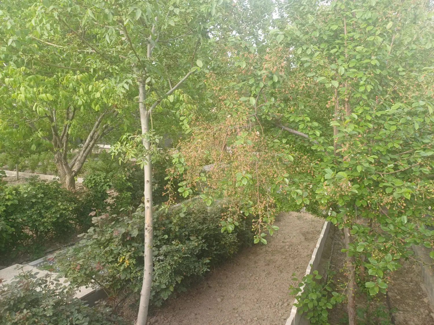 زمین باغی هزار متری با آب چاه عمیق...جاده روانسر