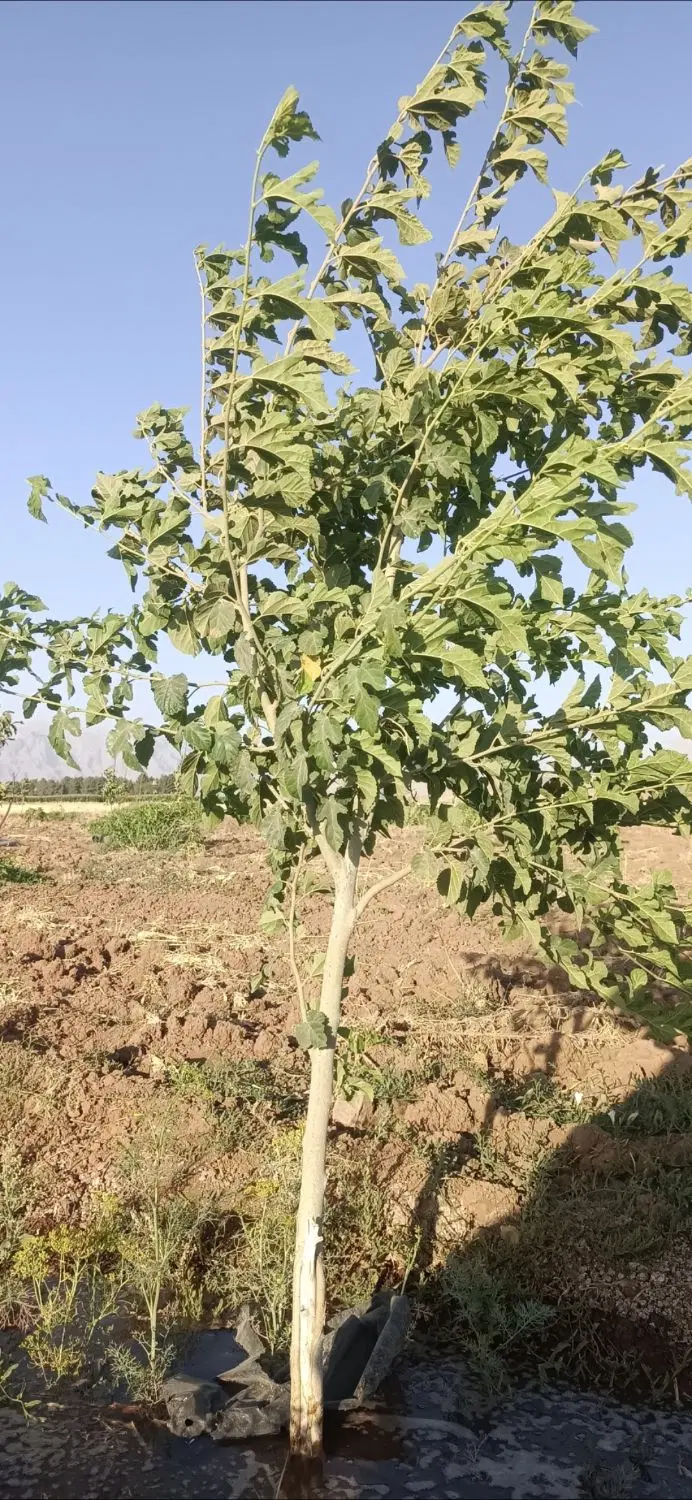 زمین کشاورزی  و باغ سه ساله بر جاده  سراب نیلوفر