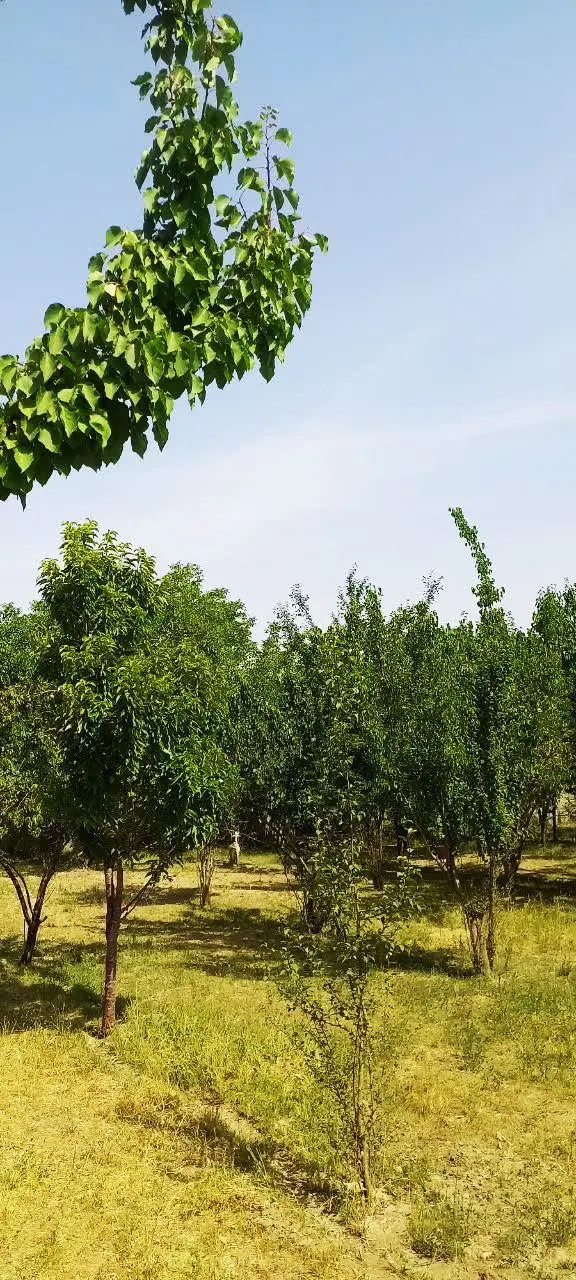 فروش باغ در خبر بافت
