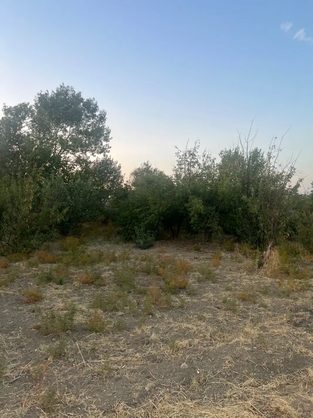 فروش ۱۵۰۰ متر زمین باغی انگور