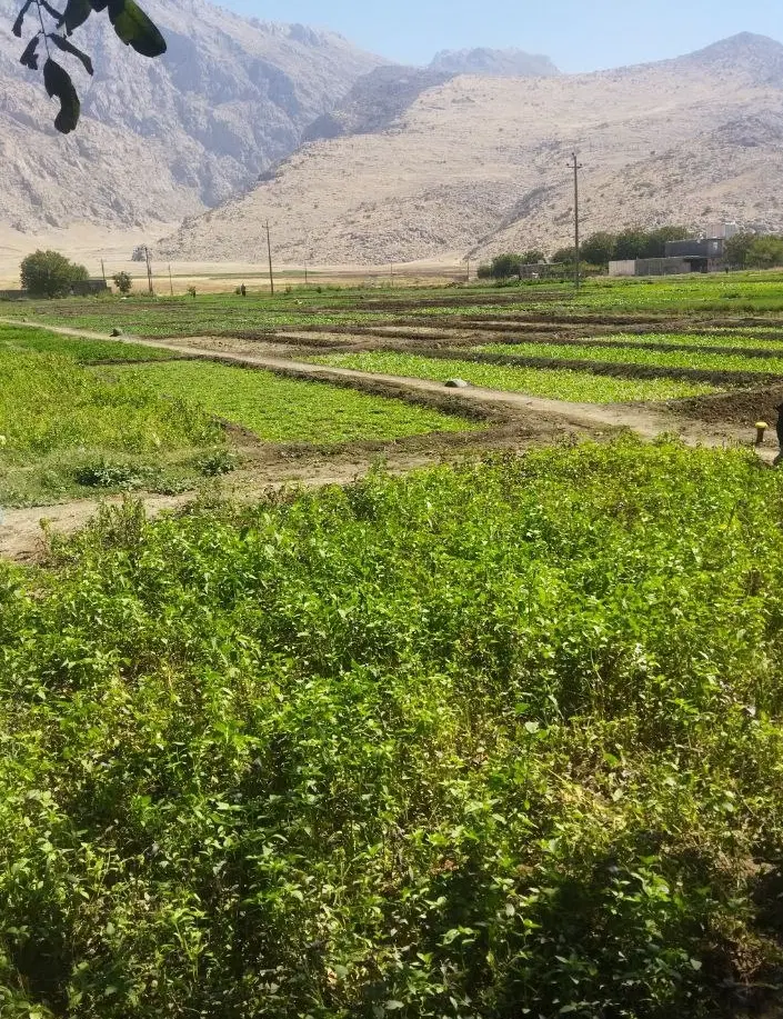 زمین روستای حسین آباد۷۲۵متر