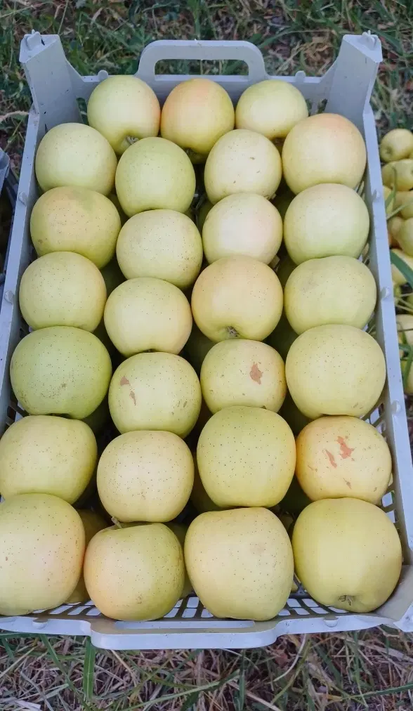 اجاره باغ سیب