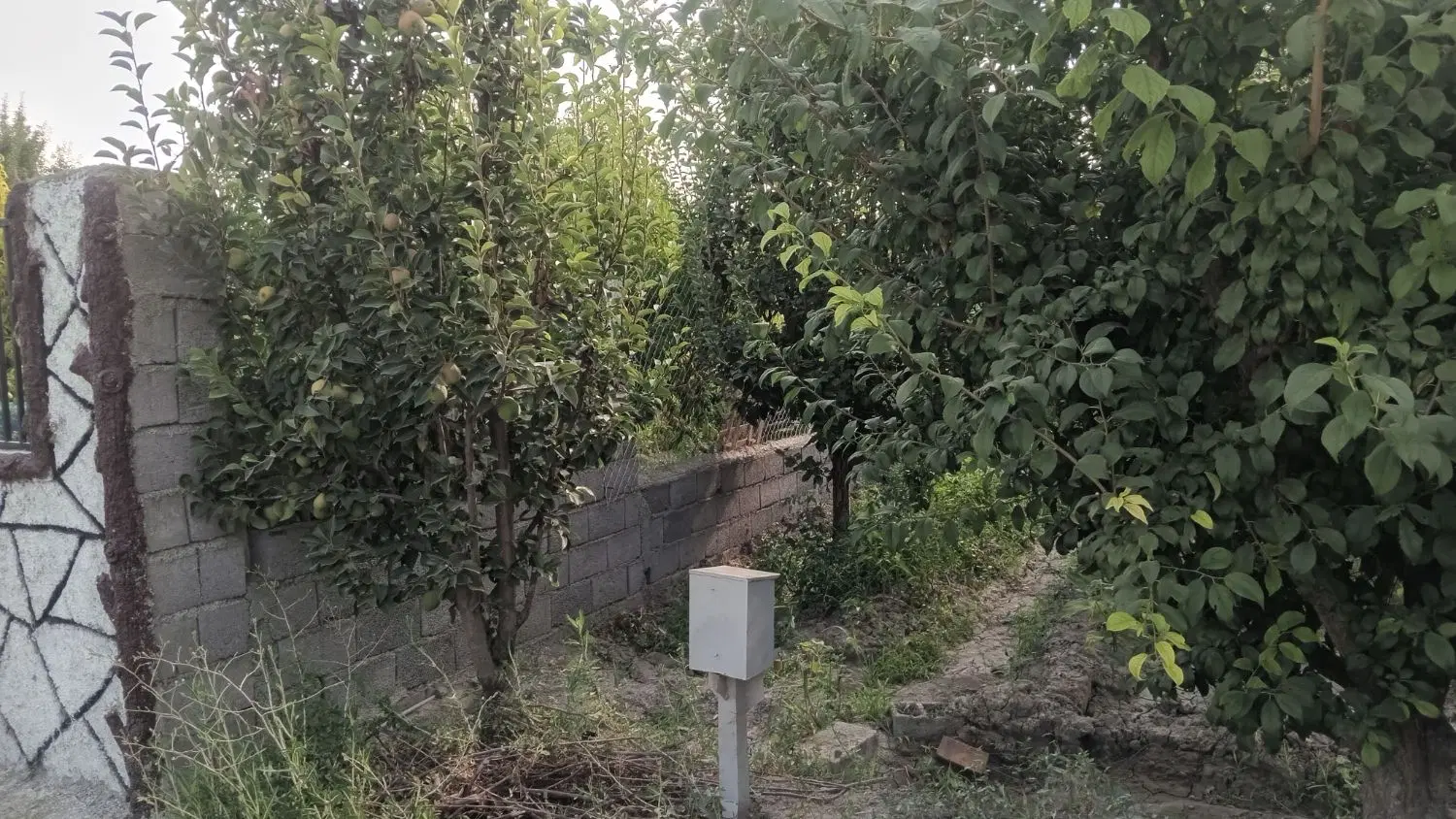باغ الوان  جاده شورکند روستای عیسی آلوی حیدرلو