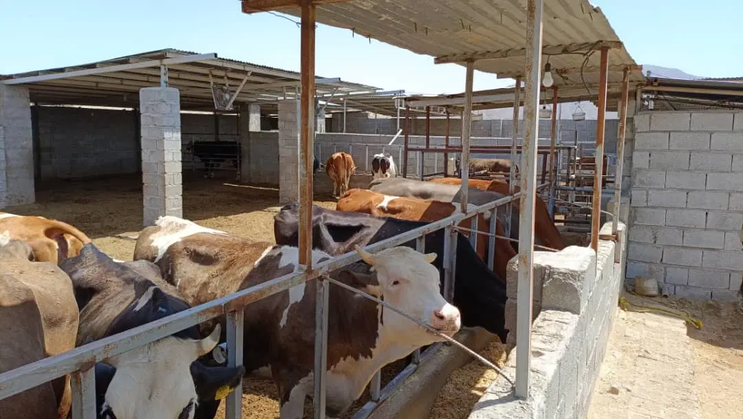 فروش گاوداری