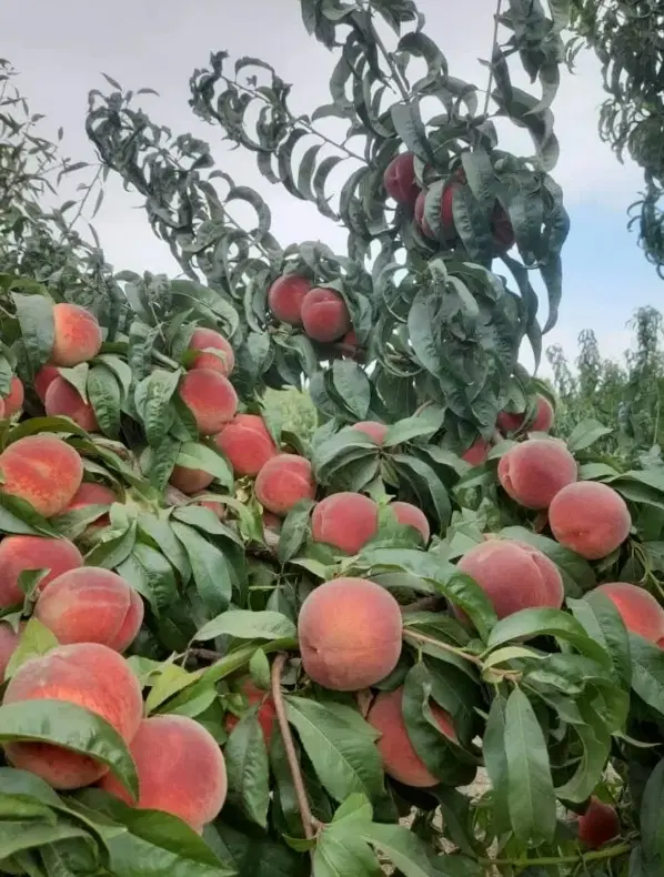 مجموعه باغی _تعدادی باغ_ معاوضه دارد