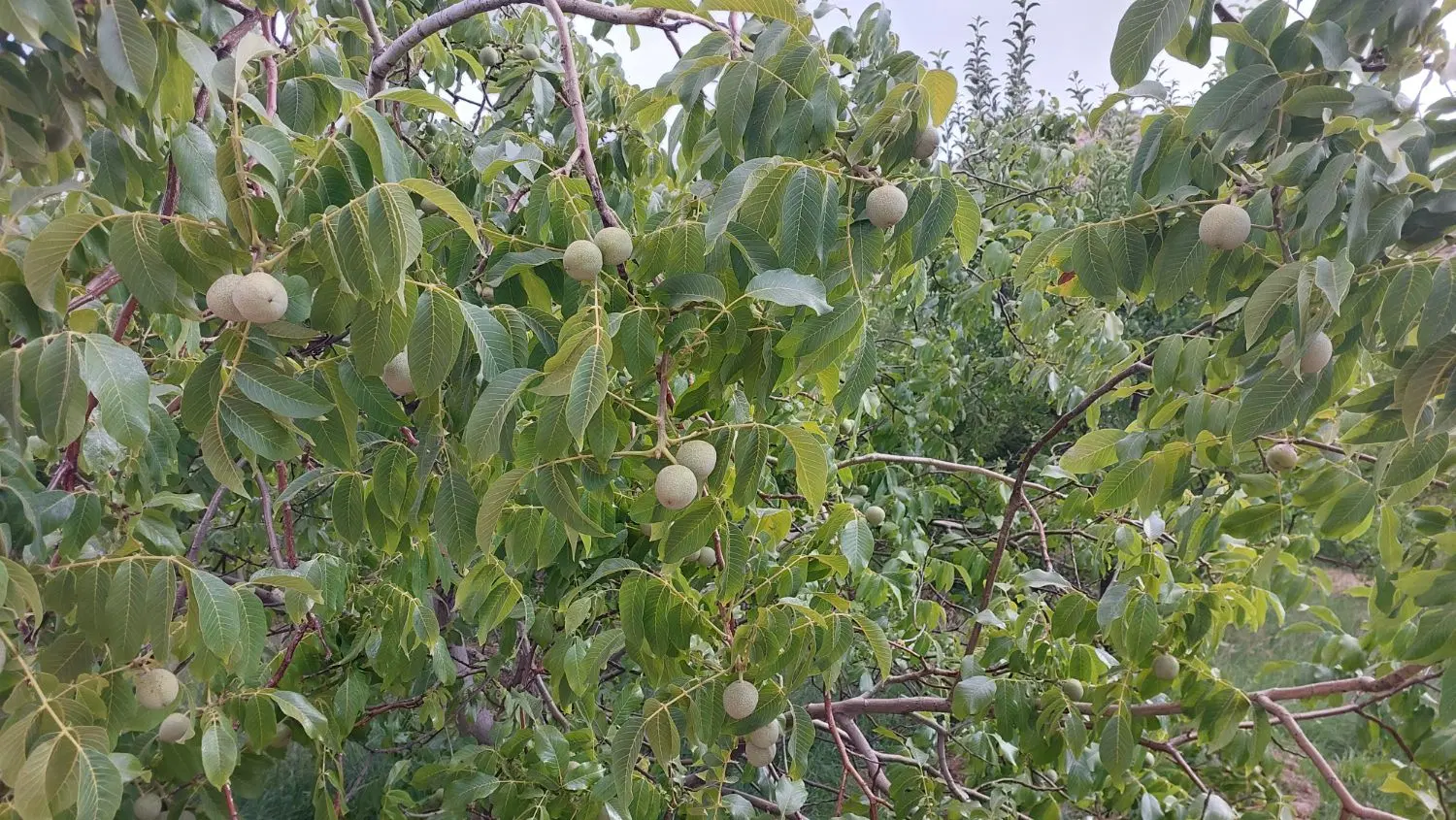 باغ ۳۲۴۰ متری در تنگ سرخ