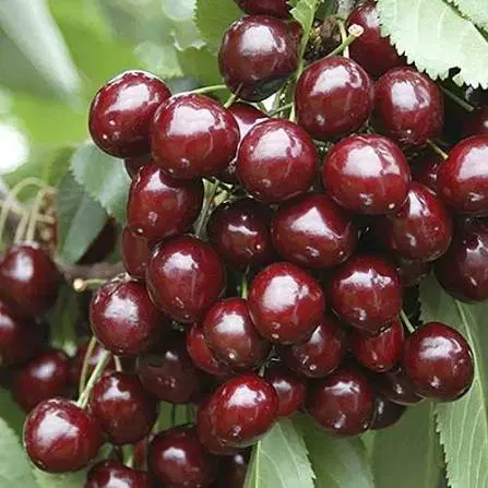 باغ پربازده یاسوج