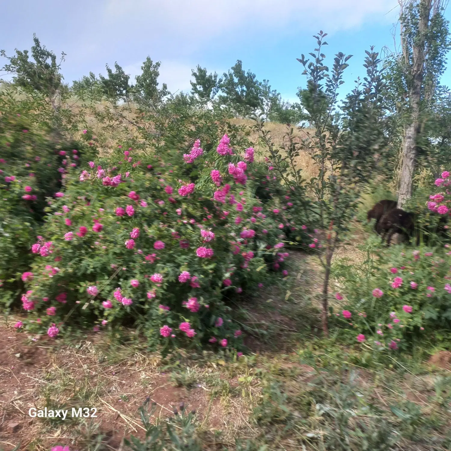 فروش باغ ویلا