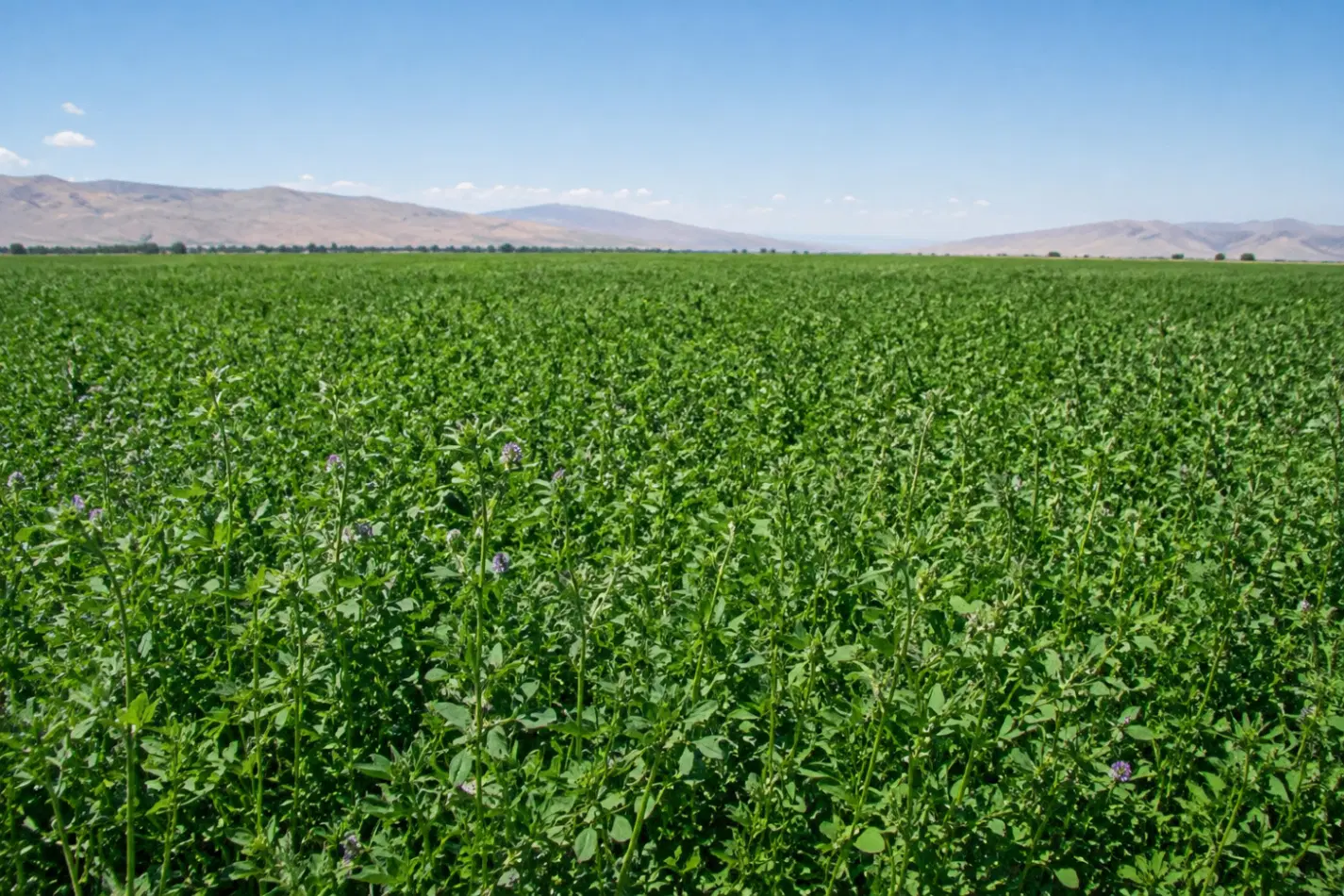 زمین کشاورزی