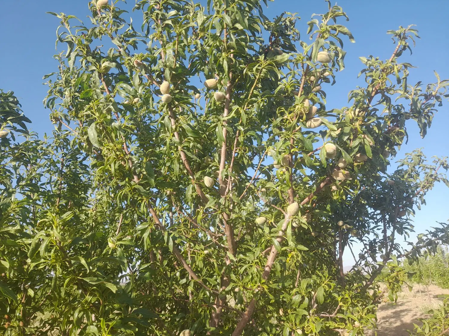 حدود ۳۷۰۰مترباغ