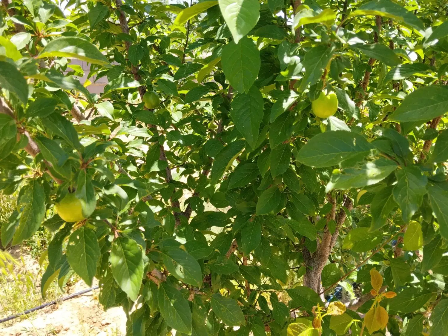فروش باغ در مامونیه چاه تپه