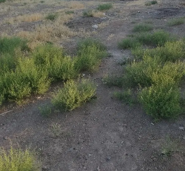 زمین خالی خیابان ۱۳ آبان ولنده