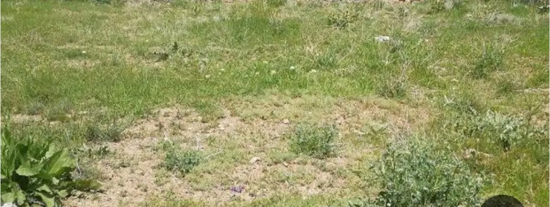 زمین سروک
