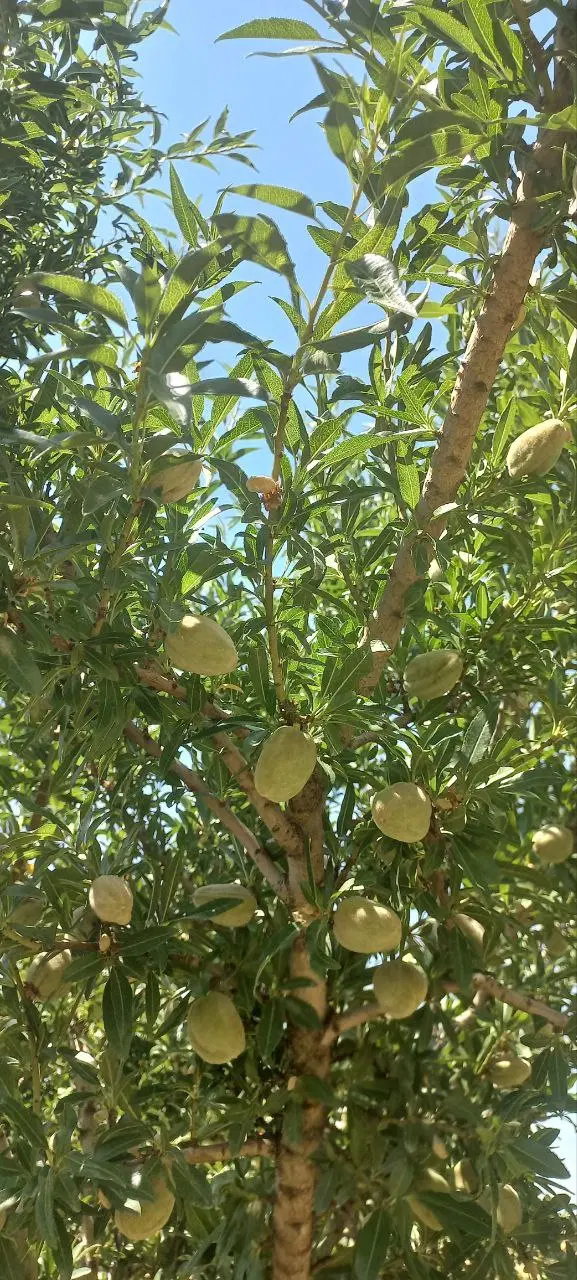 باغ گاوداری خانه فروش یااجاره