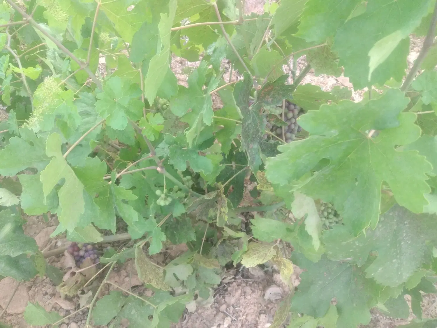 زمین باغشهری سعدی
