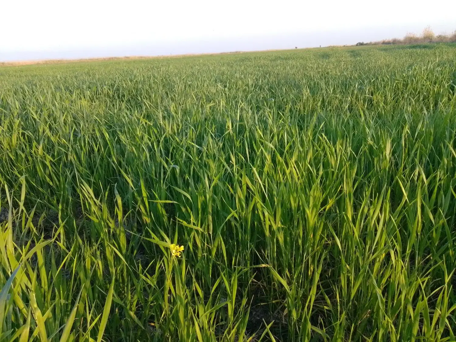فروش زمین کشاورزی 72 هکتار