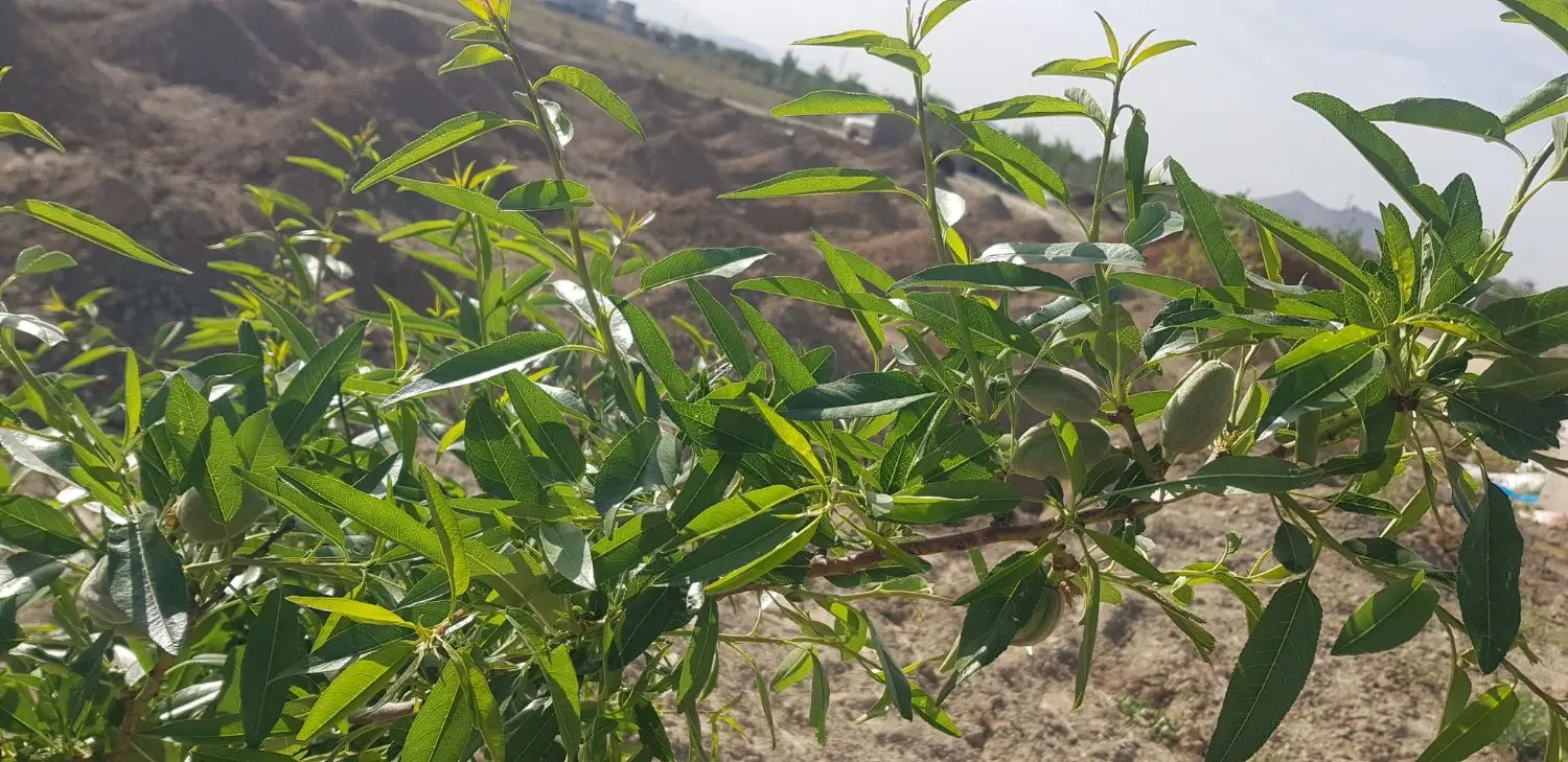 فروش زمین باغی