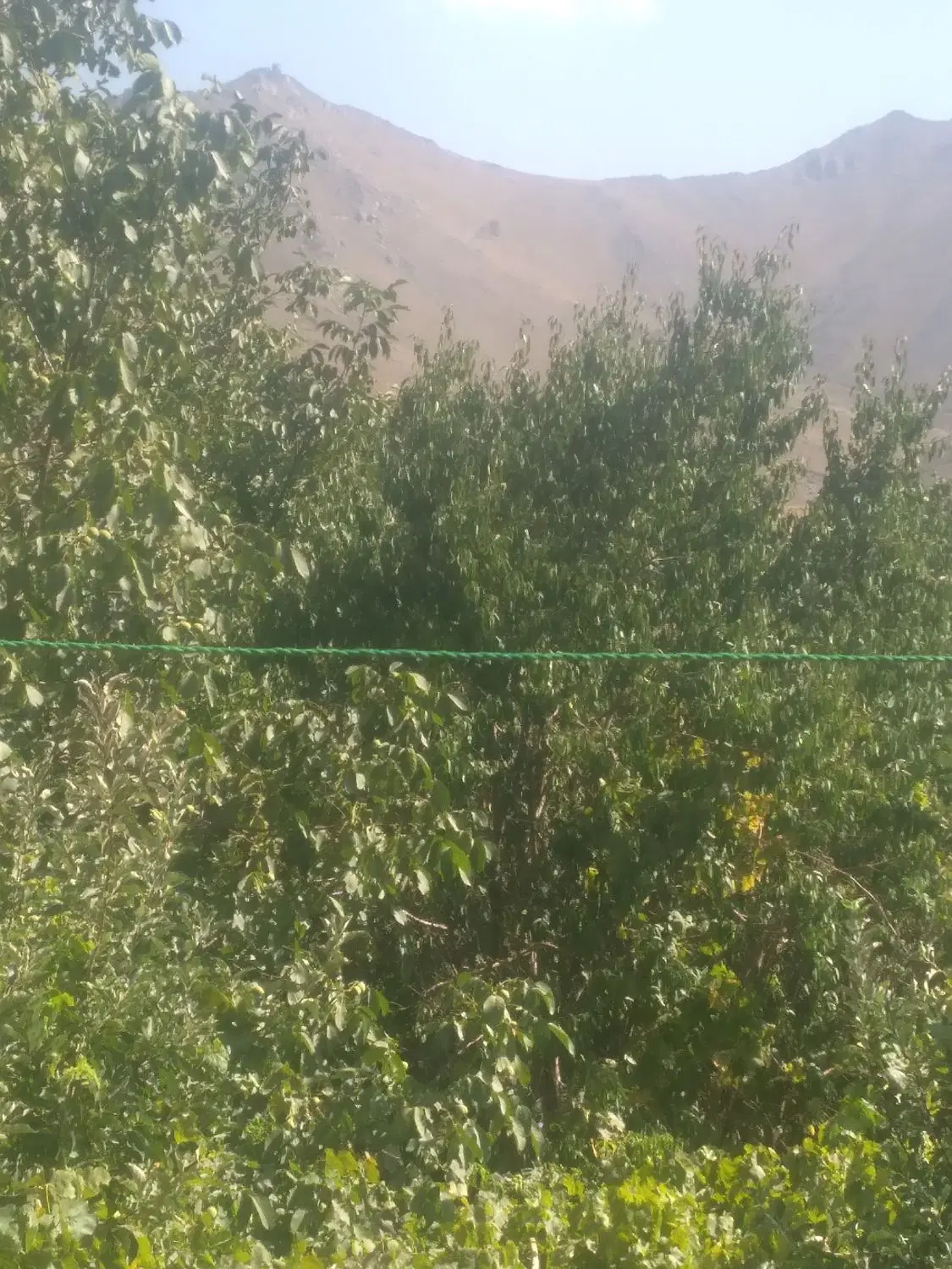 فروش یک قطعه زمین   در امازاده کوه جاده قدیم
