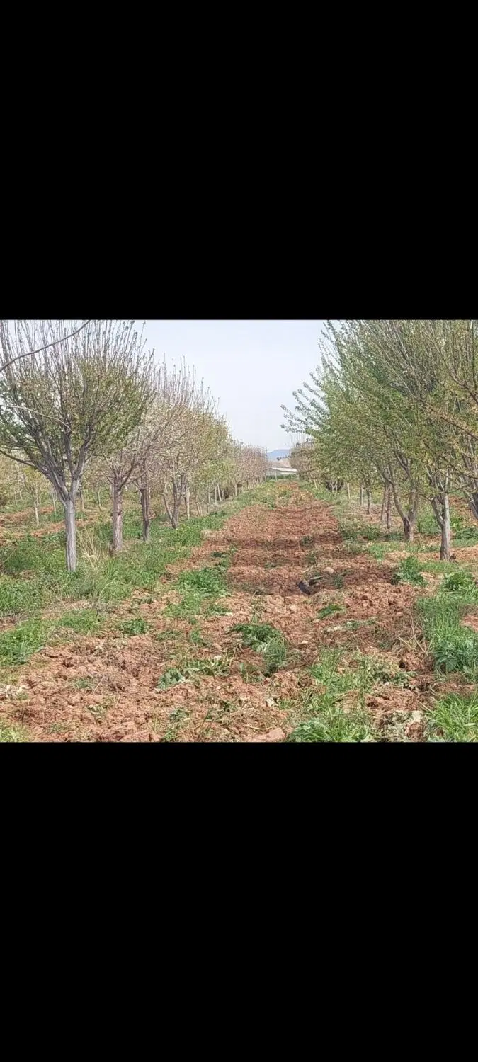 فروش باغ 7000متری واقع در روستای چنار خیری