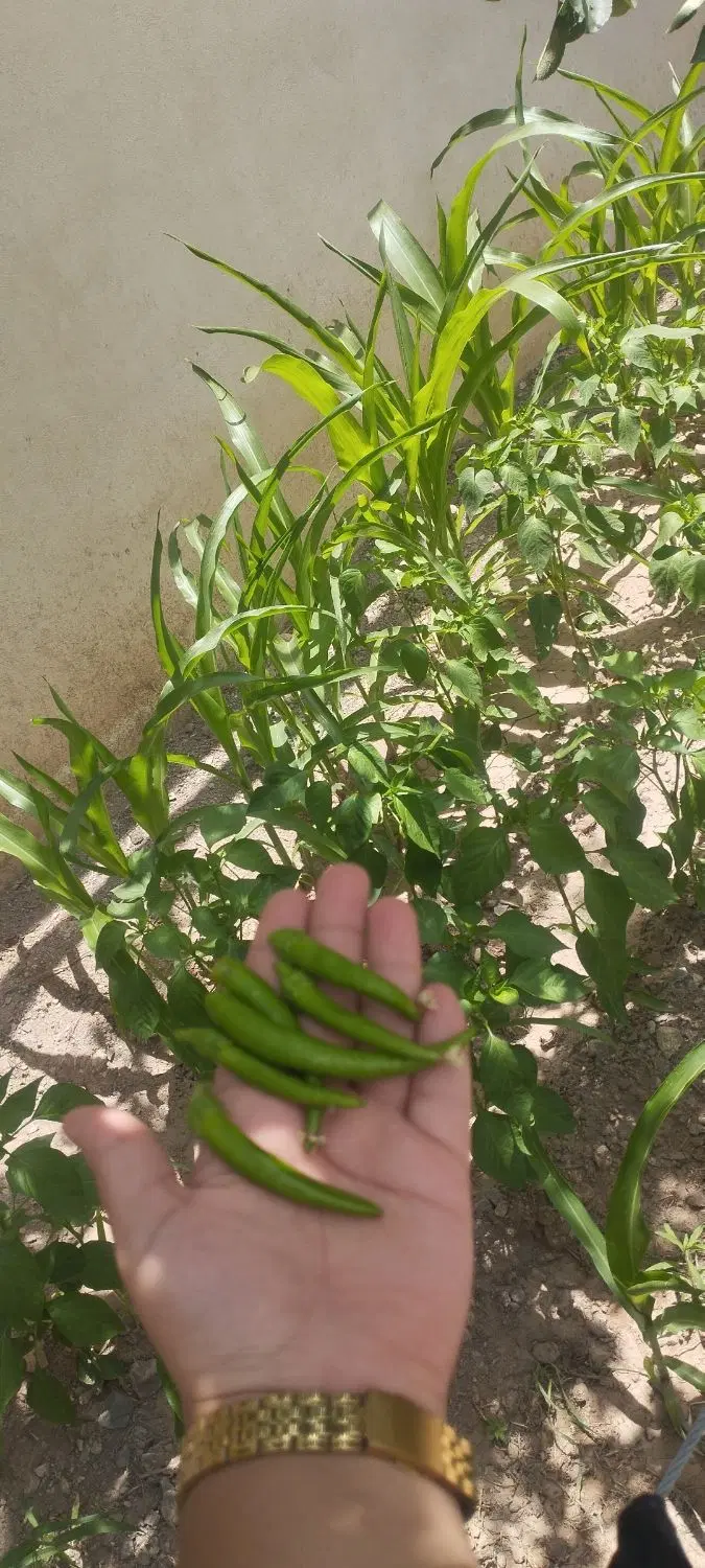 خونه و باغ تازه تاسیس