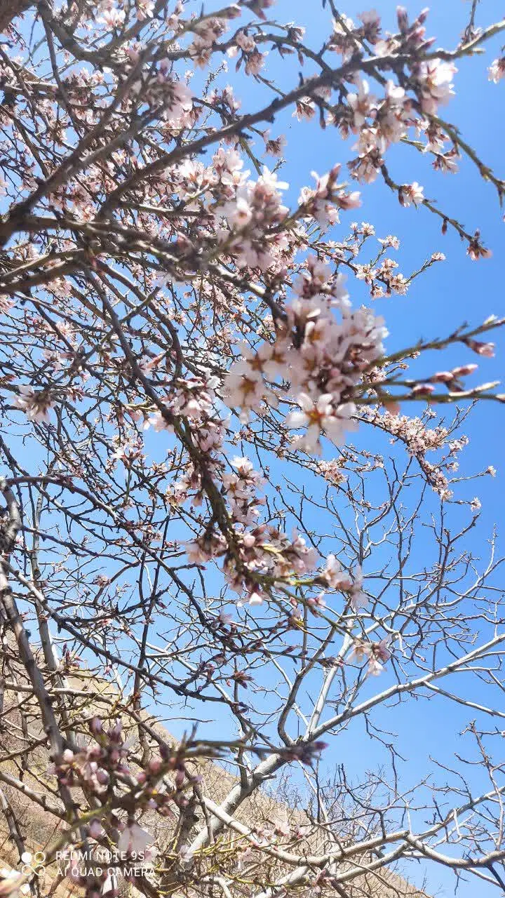 باغ 1000 متری و 500متری، روستای آبنار