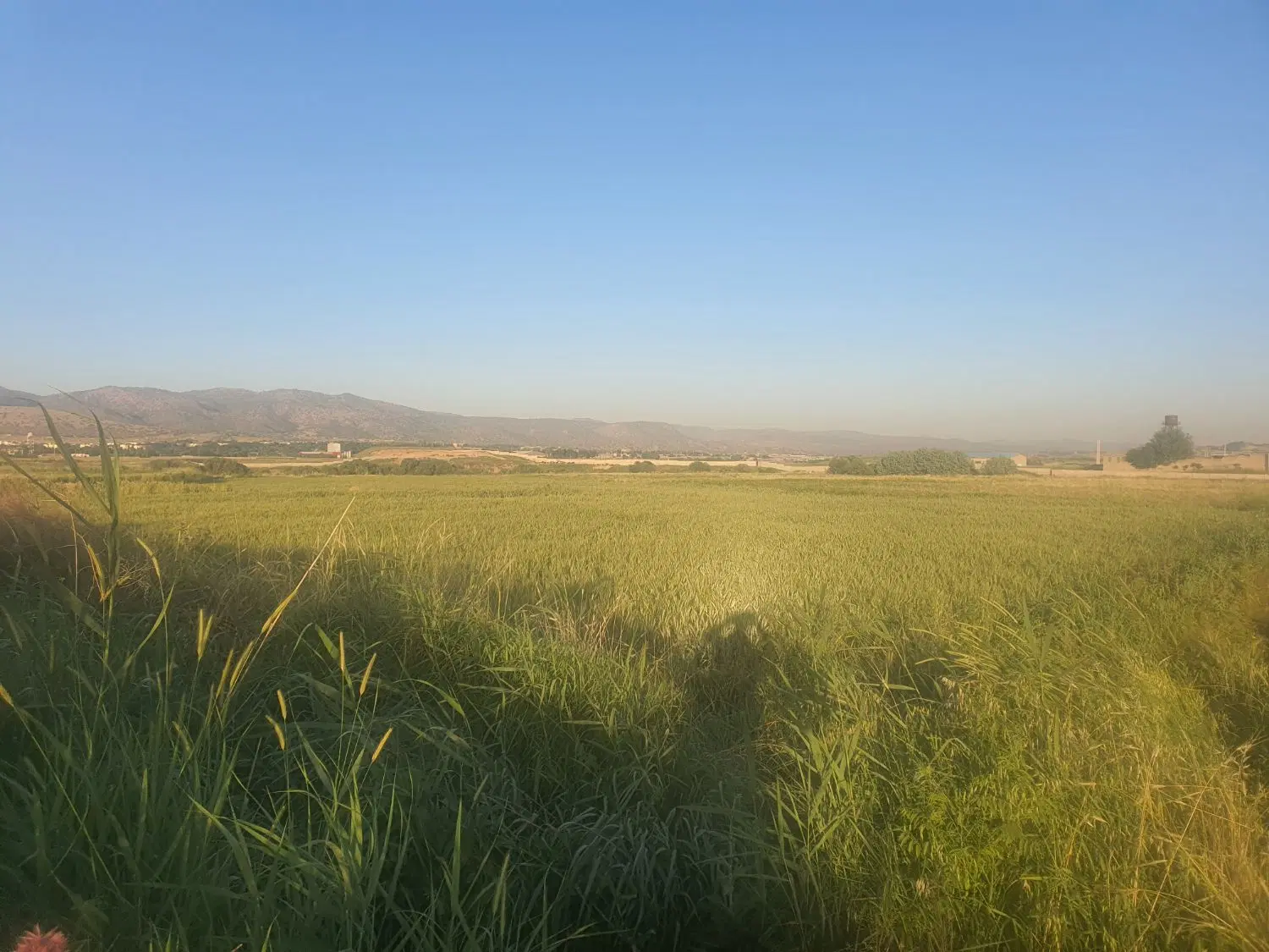 زمین کشاورزی جاده دیناروند روستای چنار خیری