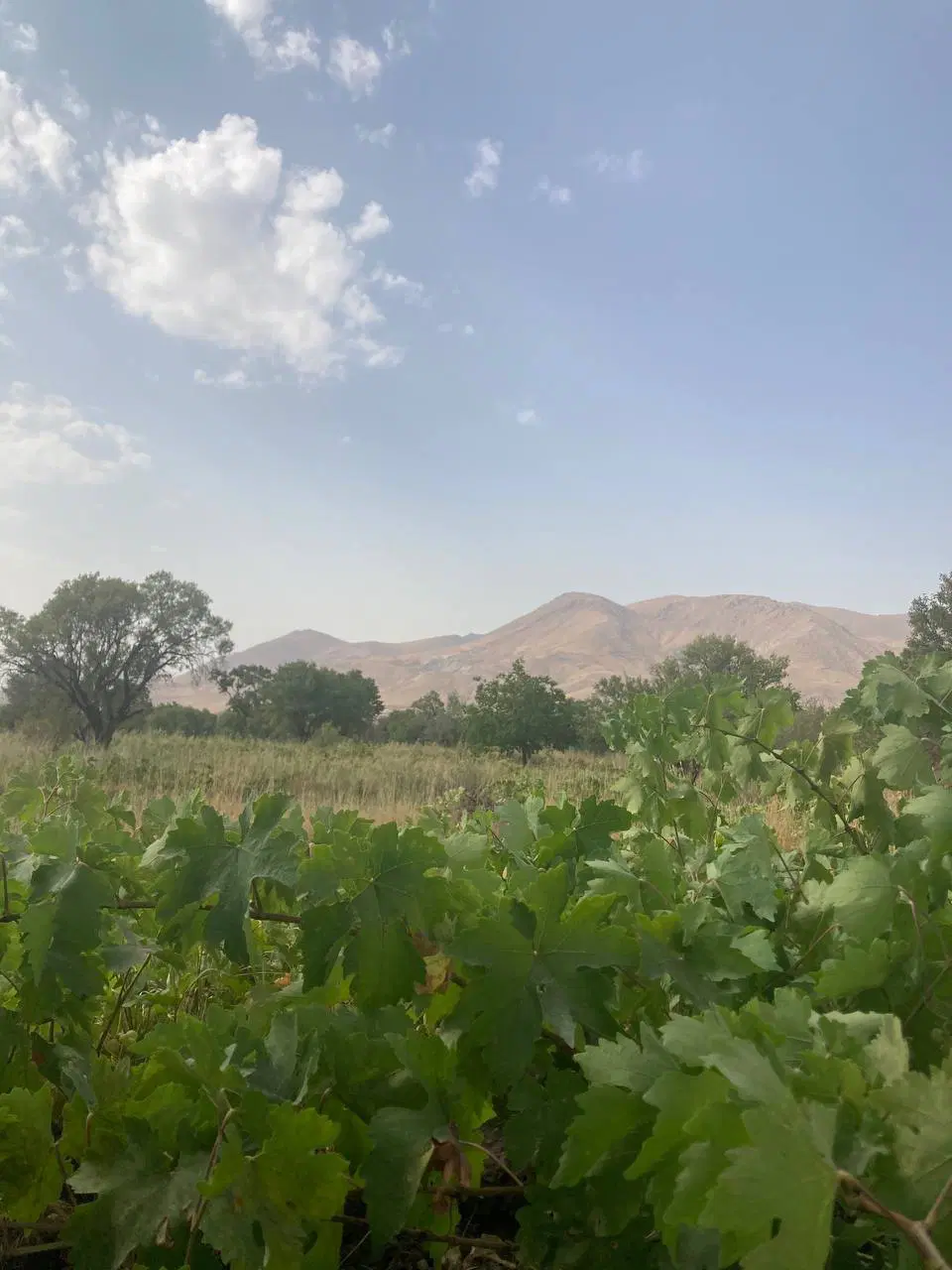 ۳۰۰ زمین‌ بر جاده اصلی آشنستان نزدیک مهرگان