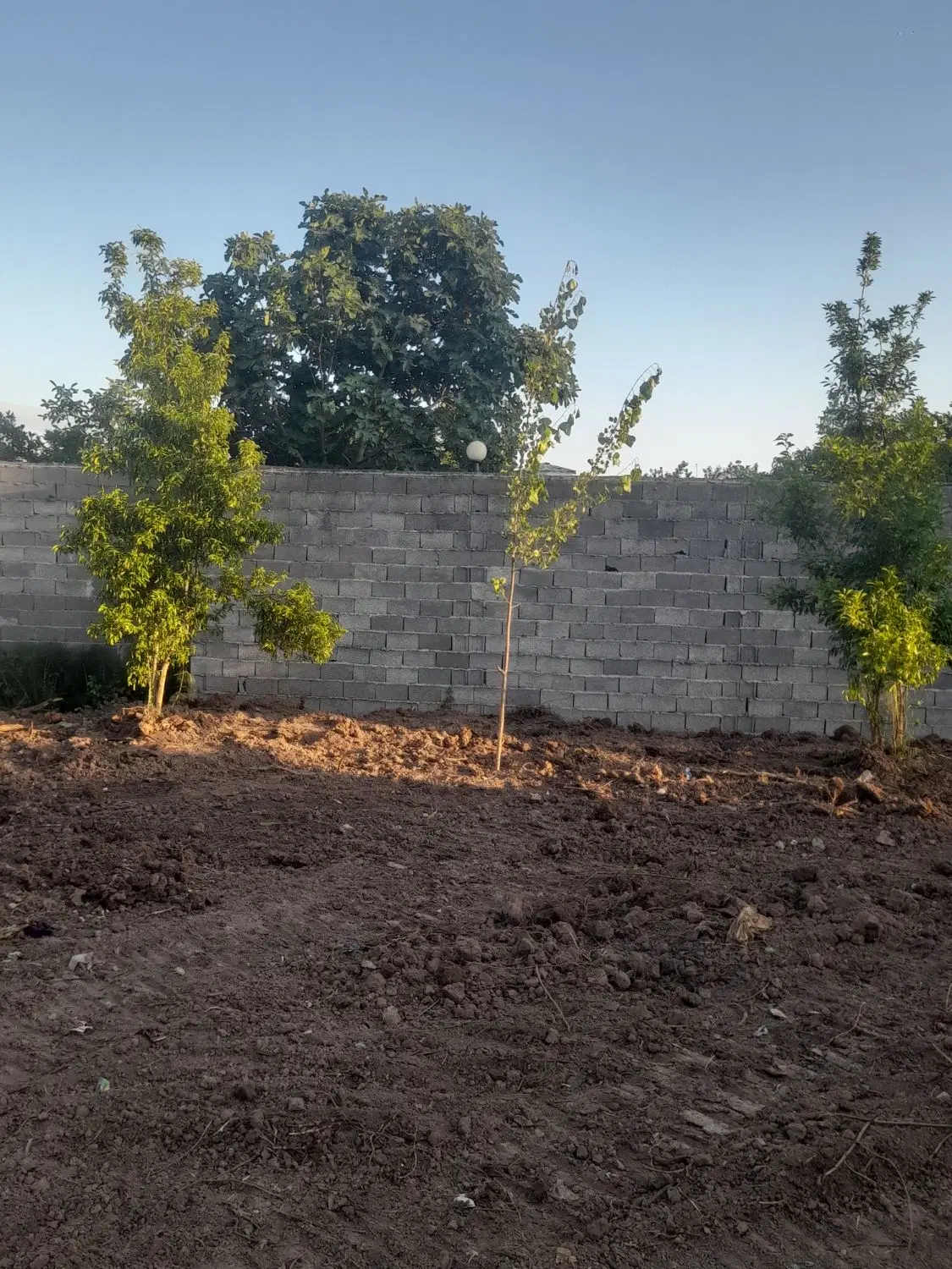 ۲۵۰مترزمین باغی روستایی،رشت،دارسازی