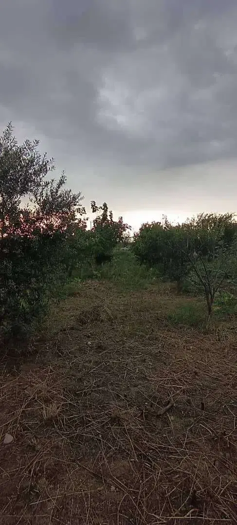 زمین باغی در روستای سرکلا نزدیک نوچمن(گرگان)