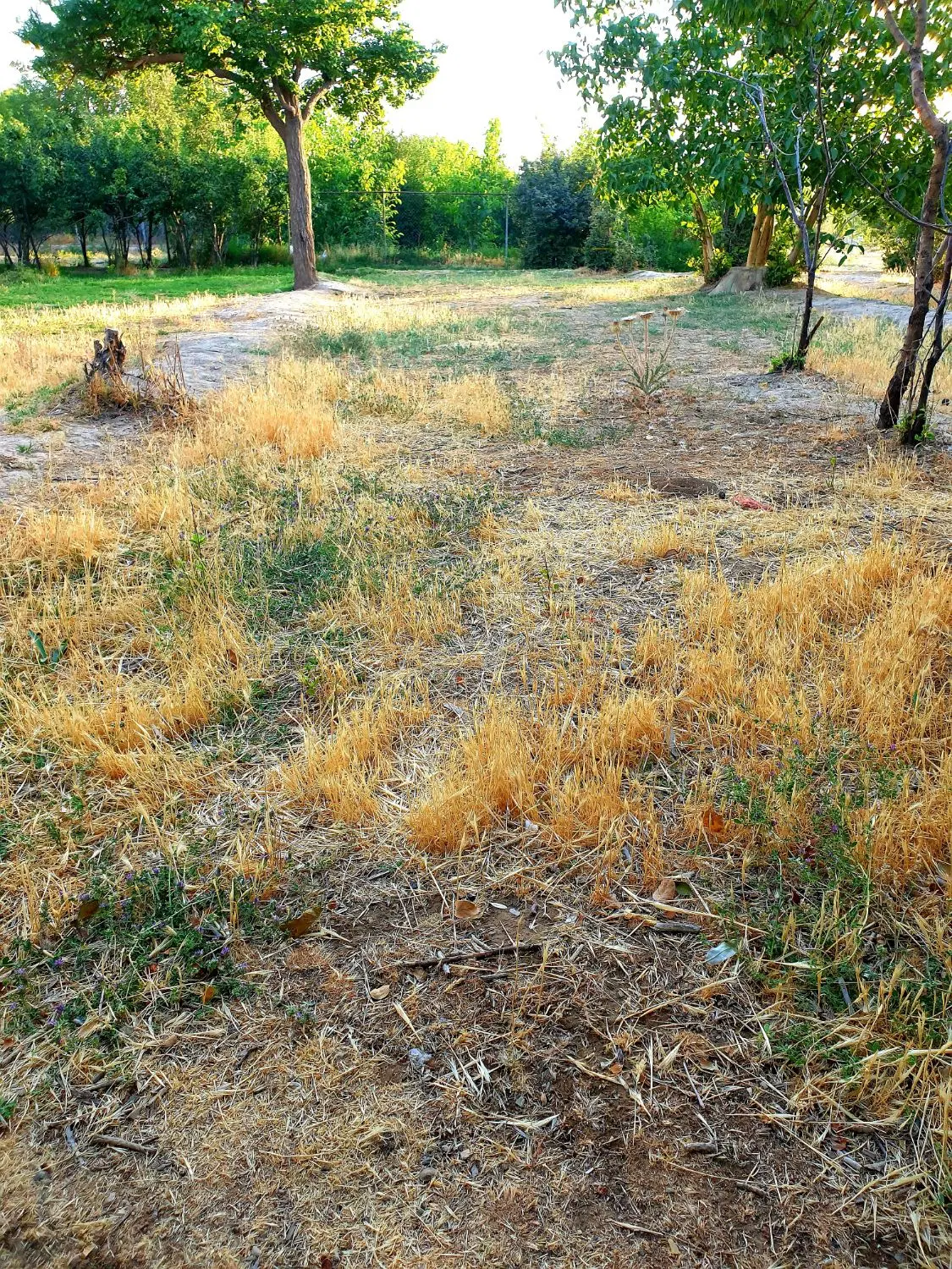 زمین کشاورزی