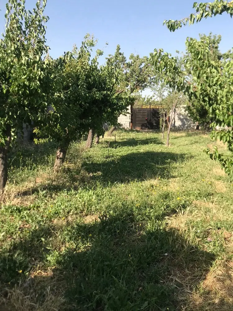 باغ ینگی کند۱۰۰۰متر