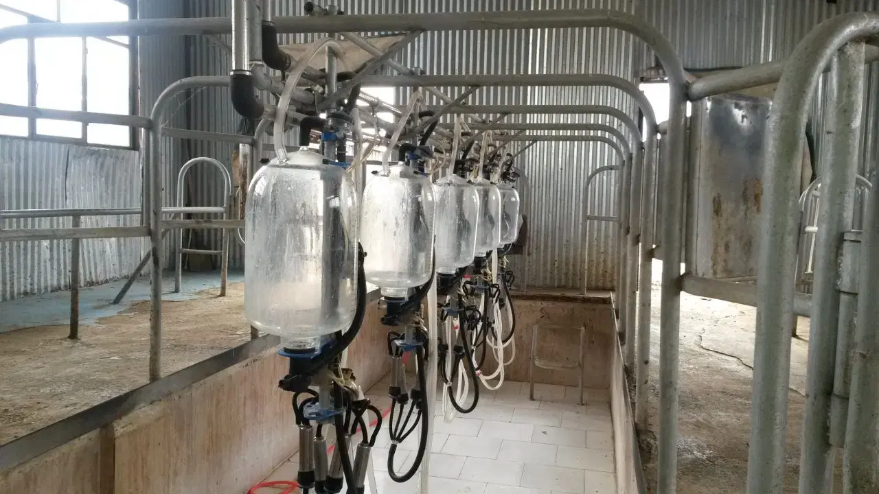 گاوداری 100 راسی شیری