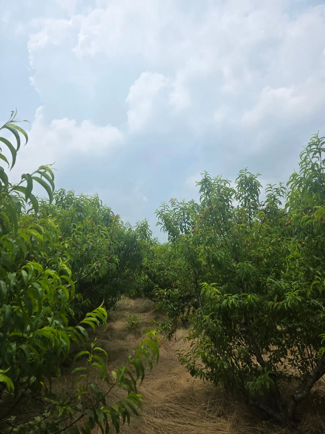 ساری زمین باغی