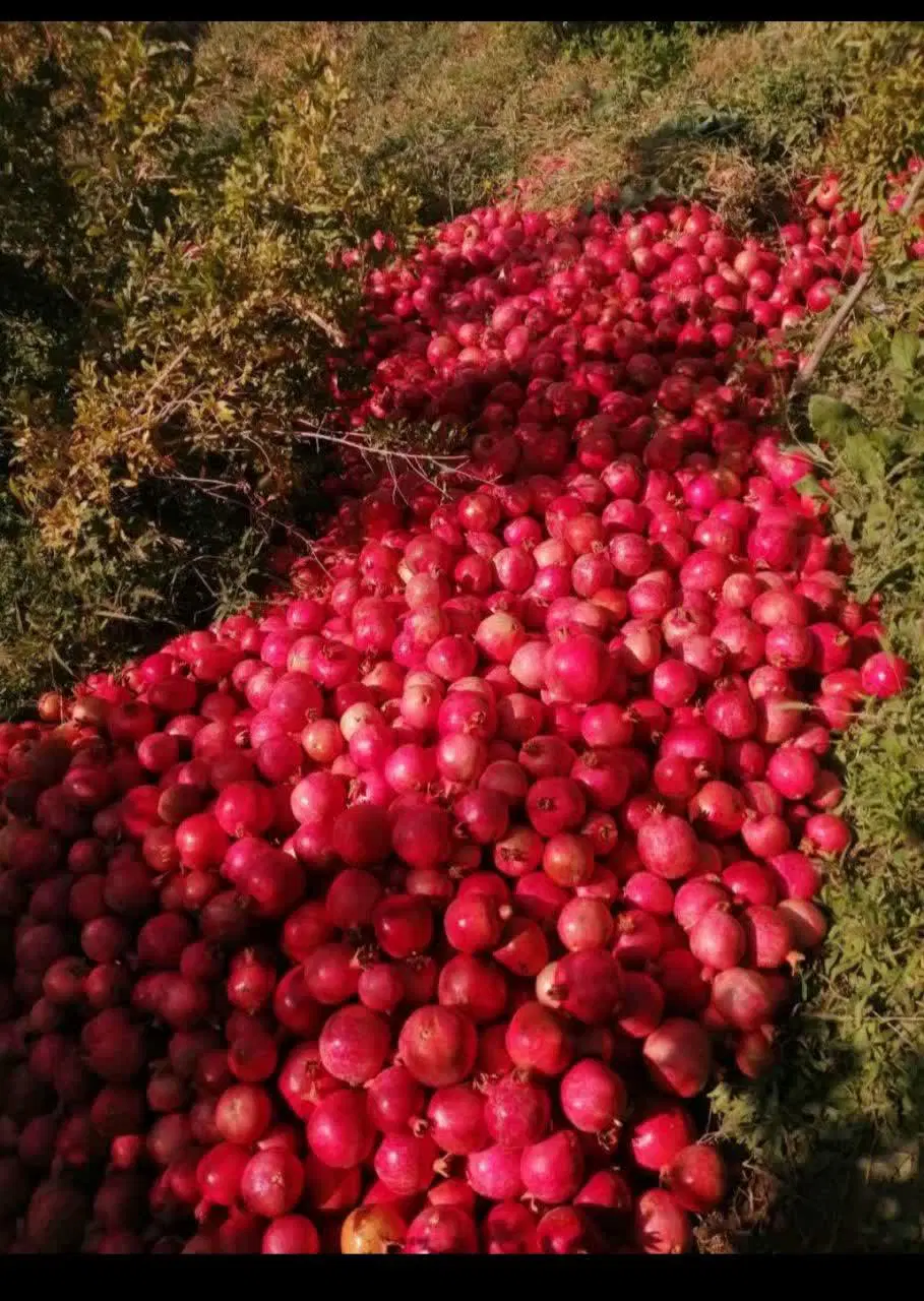 باغچه در روستای خوش اب و‌هوای خلج اباد