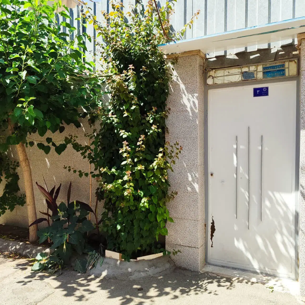 منزل تمیز سند تک برگ