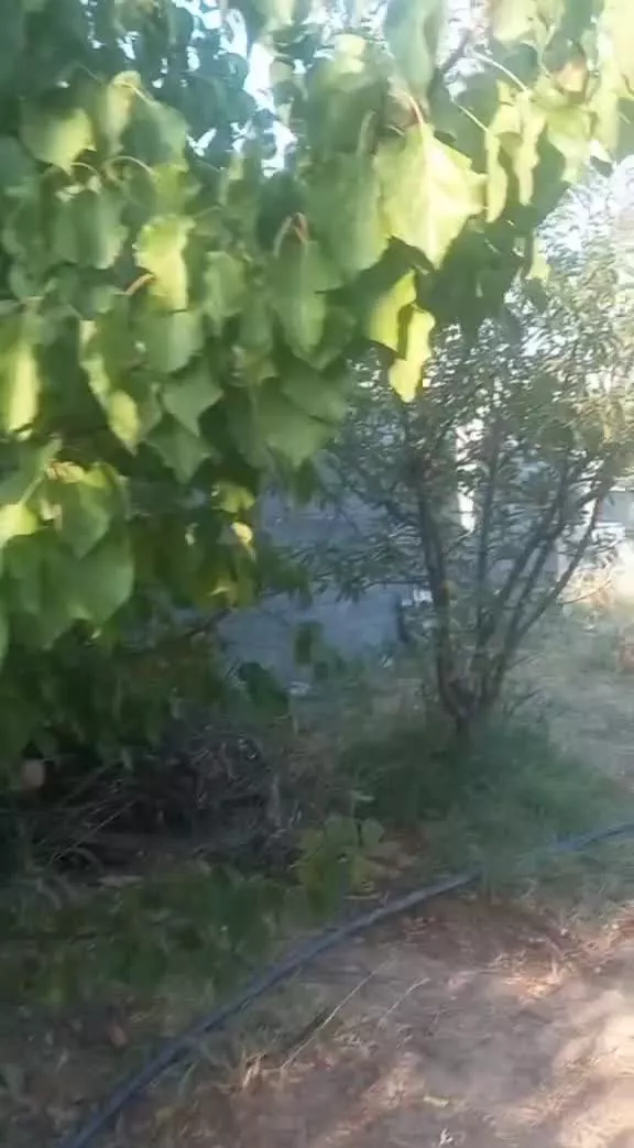 زمین به متراژ ۸۳۰ مترمابین دو سرنجیانه