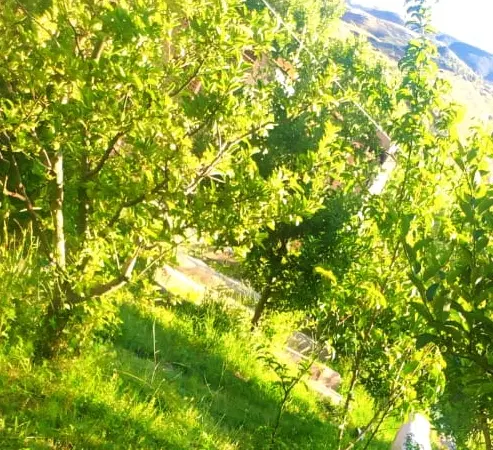 باغ ویلا