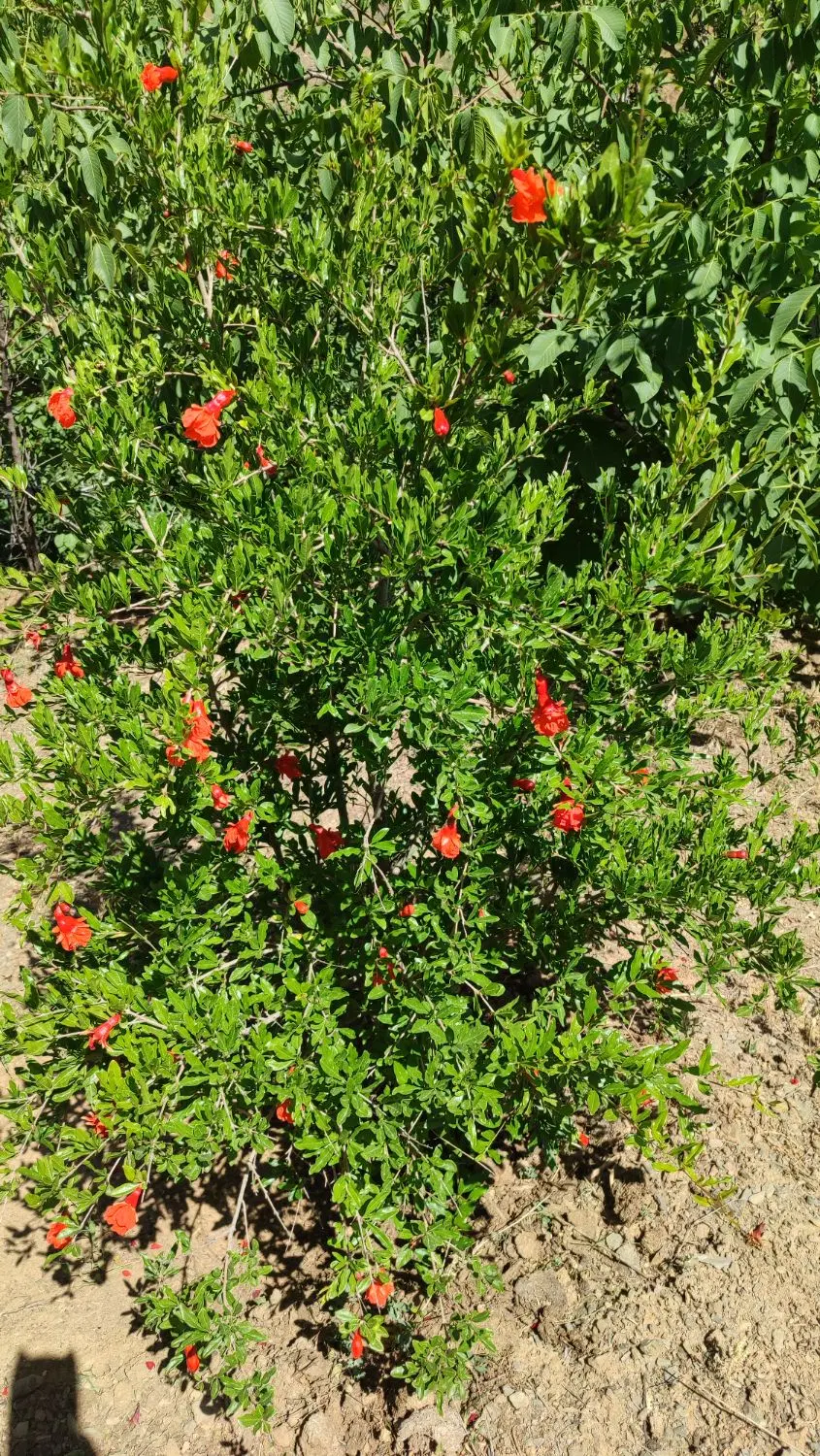 زمین حسن آباد