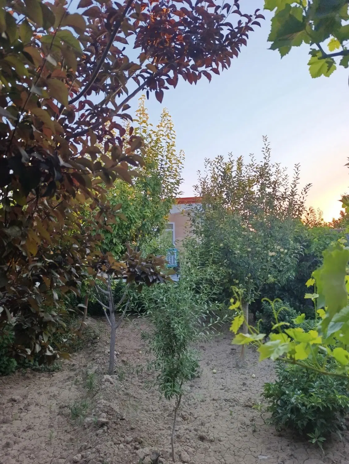 حیاط کلنگی