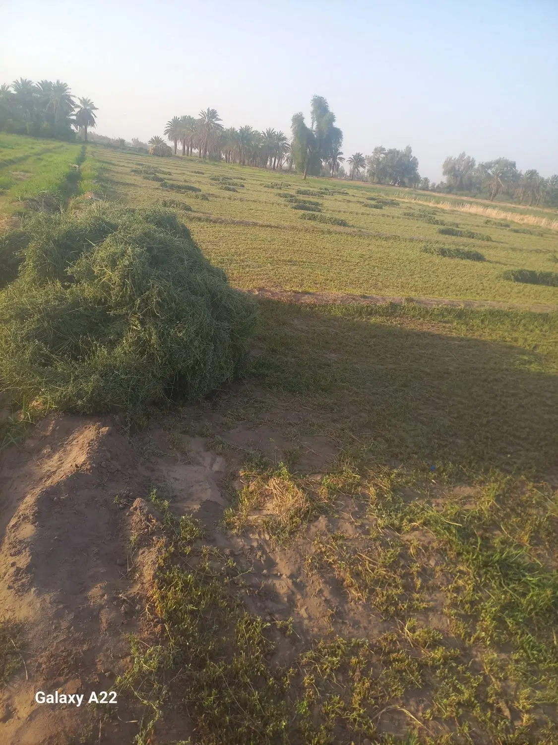 زمین کشاوزی