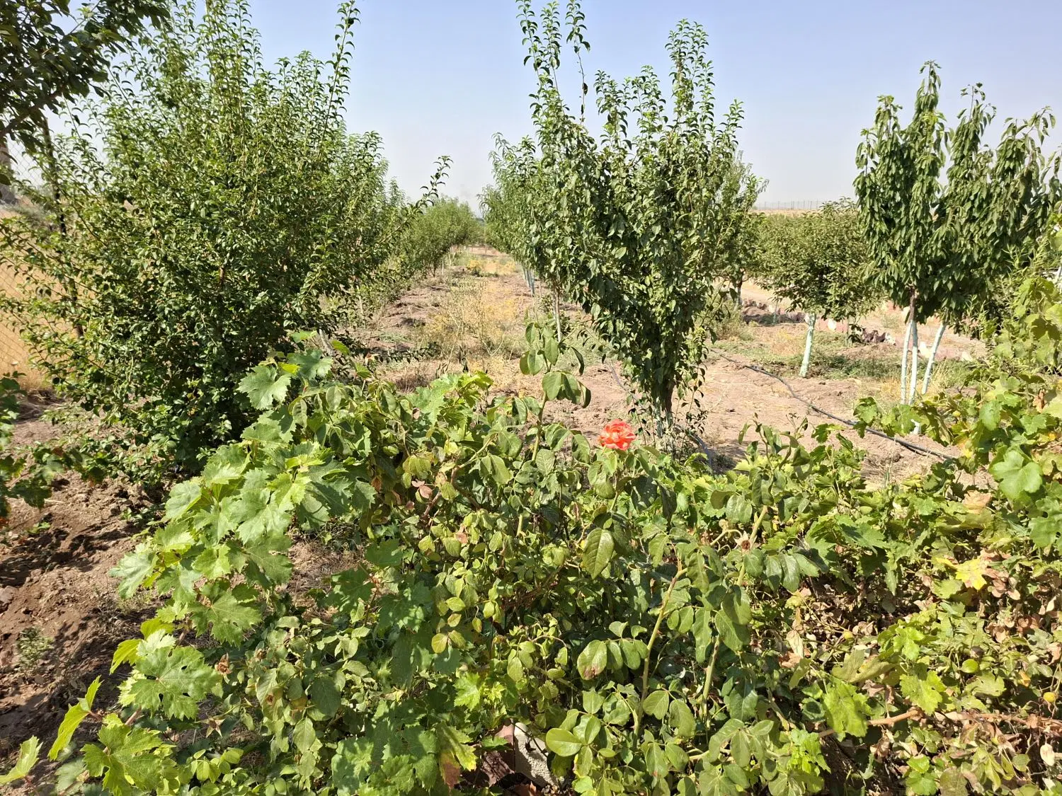 باغ وسوییت دررشتقون الموت ۱۸۷۰متر