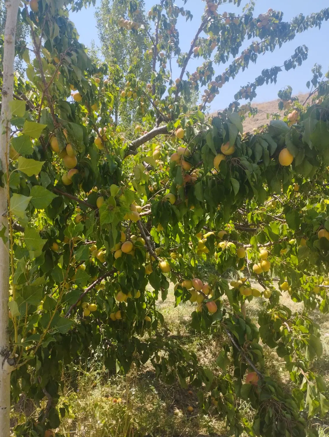 زمین
