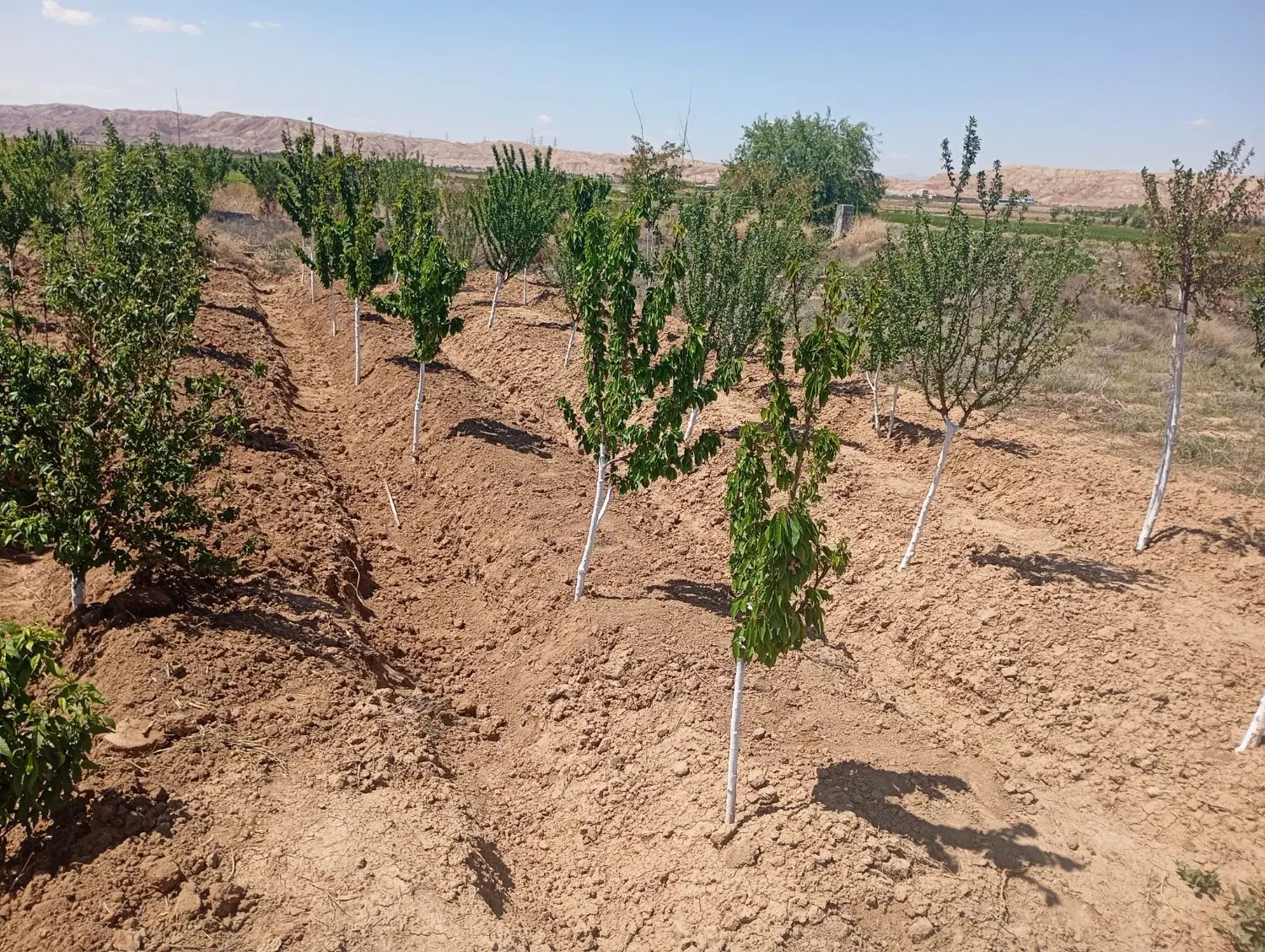 باغ باغچه