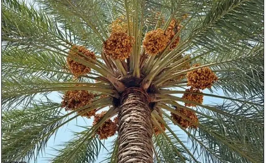 فروش باغ قصب در منطقه هکان