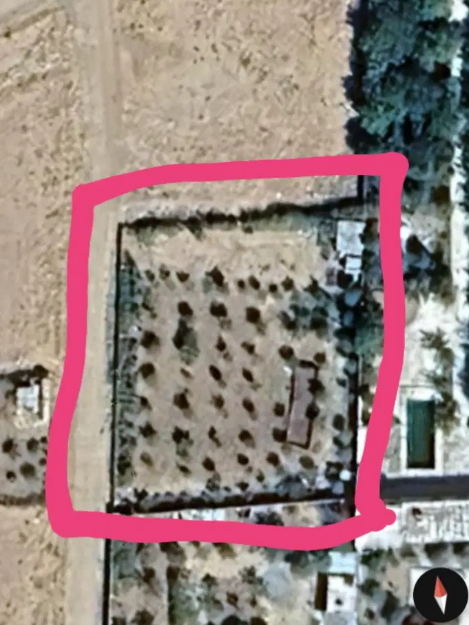 باغ میوه
