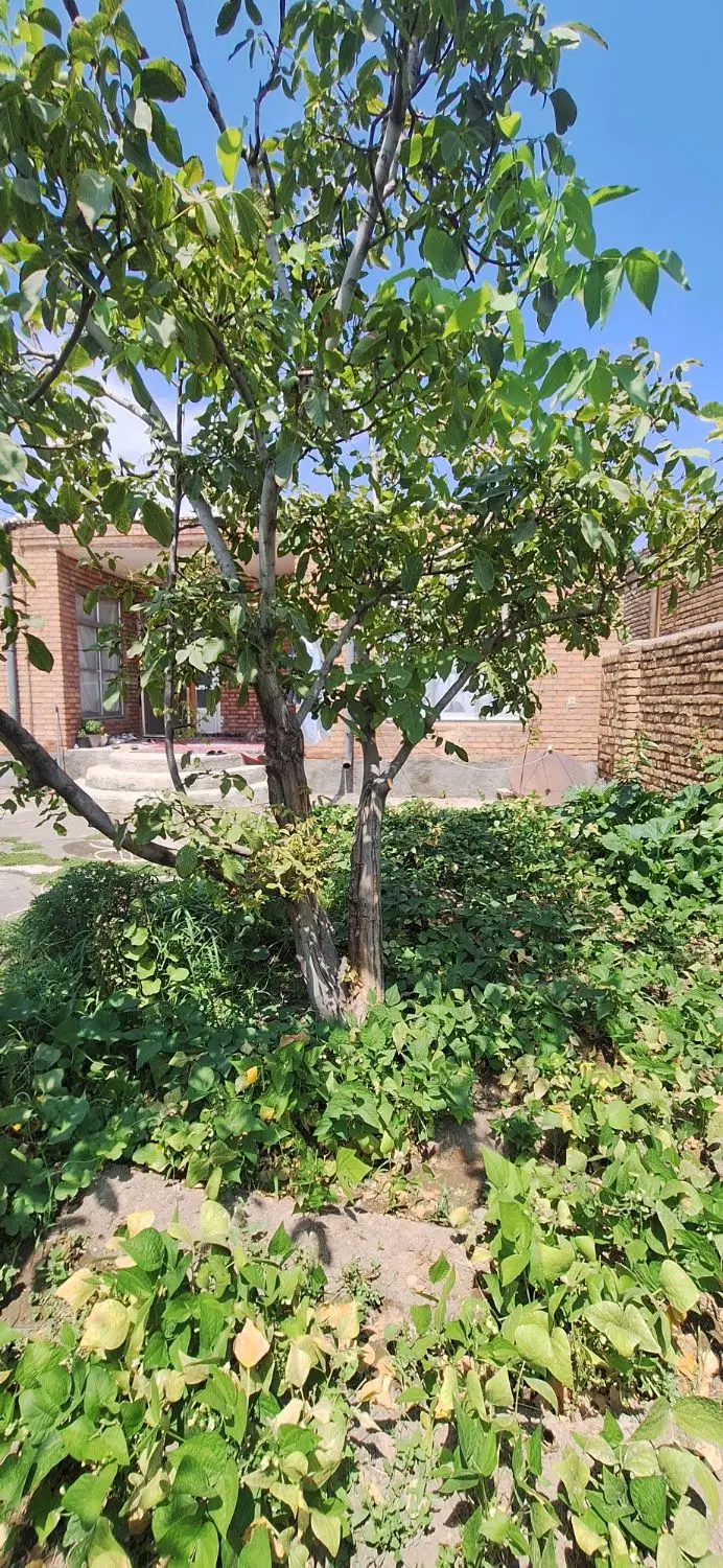 خانه مسکونی روستای میاوق.