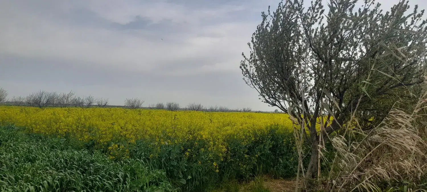 زمین باغی کشاورزی با آب چاه ۵۰،۵۰،نقد واقساط